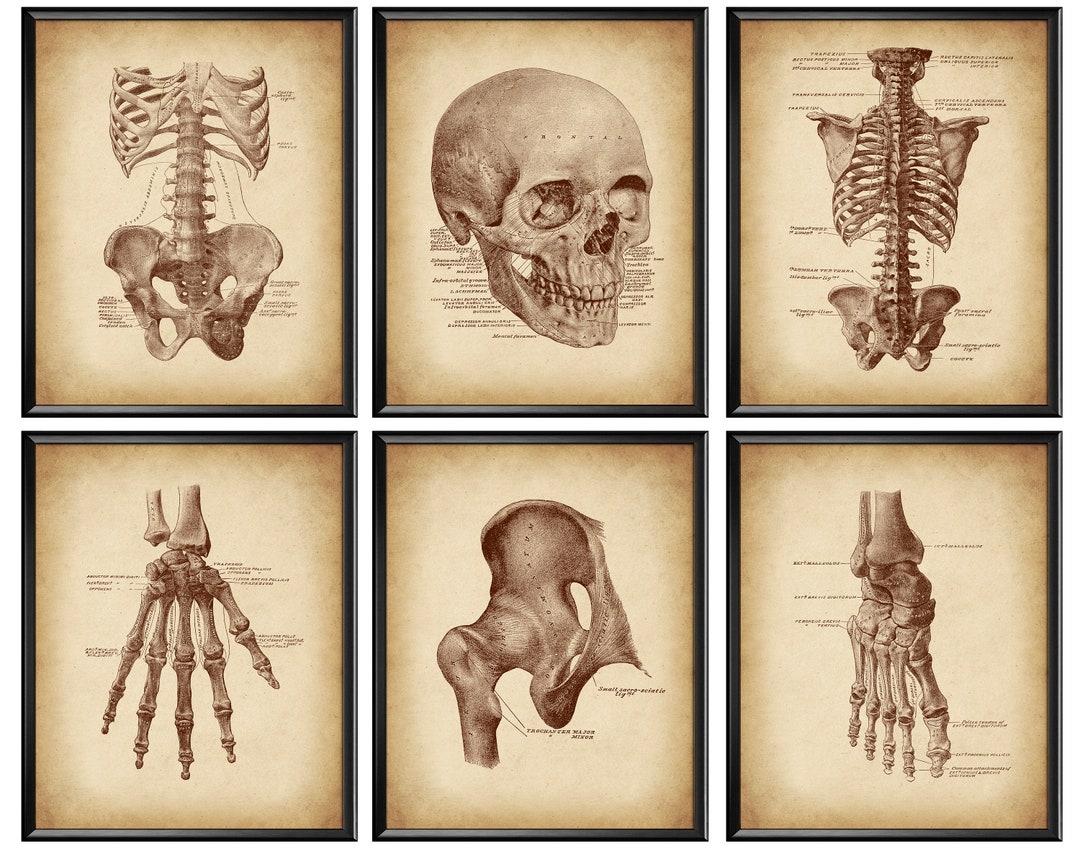 6 Vintage Anatomy Posters, Skeletal Bones Print, Osteology Art, Medical ...