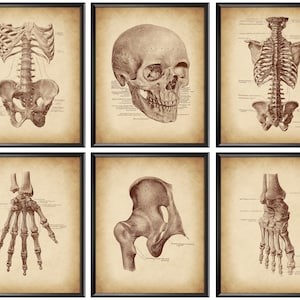 6 poster vintage di anatomia, stampa di ossa scheletriche, arte osteologica, arte medica, regalo per chirurgo ortopedico, regalo per osteopata, regalo per chiropratico