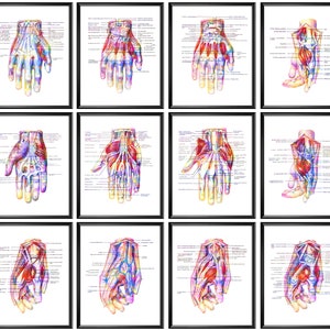 12 Watercolor Hand Anatomy Posters Wrist Anatomy Diagram Upper Limb Structure Medical Art Surgical Art Physiology Art Doctor Gift