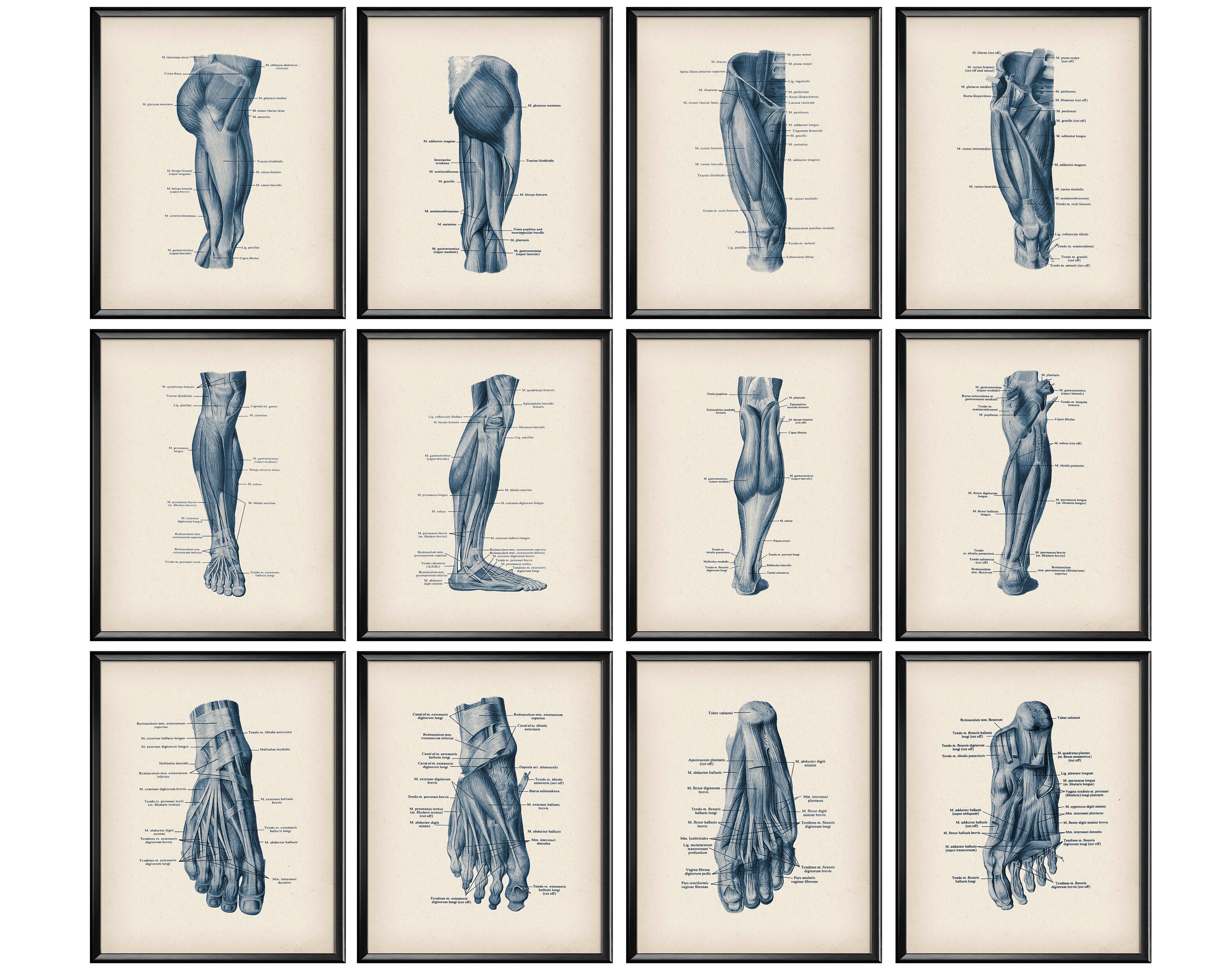 12 Foot Anatomy Muscular System Posters Medical Art Orthopedic Surgeon ...