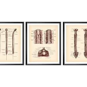Vintage Neurology Art, Spinal Cord Poster, Anatomy Art, Medical Art, Human Nervous System, Medicine Art, Neurologist Gift