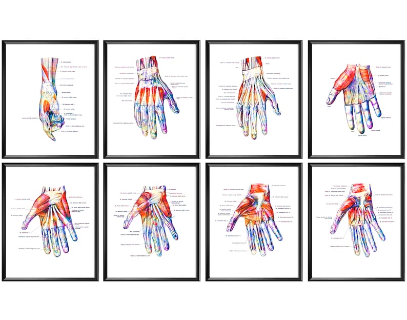 8 Hand Anatomy Labeled Posters Wrist Muscles Print Medical Art