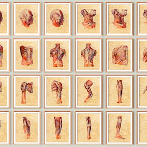 Set 24 Vintage Human Anatomy Art Posters Muscular System Diagram Muscles Structure Art Medical Art Massage Clinic Decor Surgical Anatomy