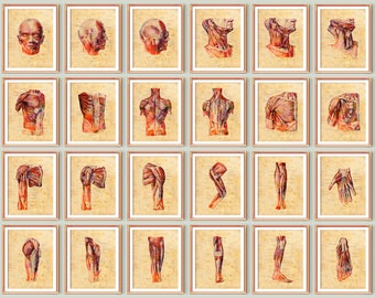 Set 24 Vintage Human Anatomy Art Posters Muscular System Diagram Muscles Structure Art Medical Art Massage Clinic Decor Surgical Anatomy