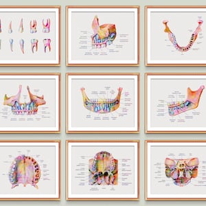 9 carteles de arte dental Estructura ósea alveolar Anatomía del diente Arte odontológico Regalo de consultorio de ortodoncista Diagrama de desarrollo de dientes Decoración dental