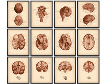 Neurology Vintage Posters Anatomy Art Anatomical Brain Structure Medical Art Neurologist Gift Neuroscientist Gift Doctor Office Decor