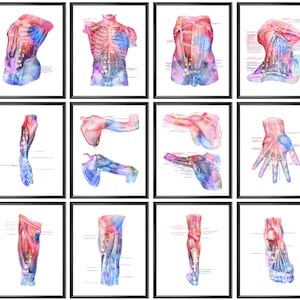 12 Watercolor Anatomy Art Posters Physiology Artwork Medical Wall Art Doctor Gift Physical Therapist Art Massage Therapist Gift Clinic Decor