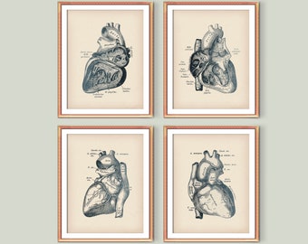 4 Anatomical Heart Art Posters Cardiology Art Anatomie Artwork Medical Wall Decor Doctor Office Art Digital Art