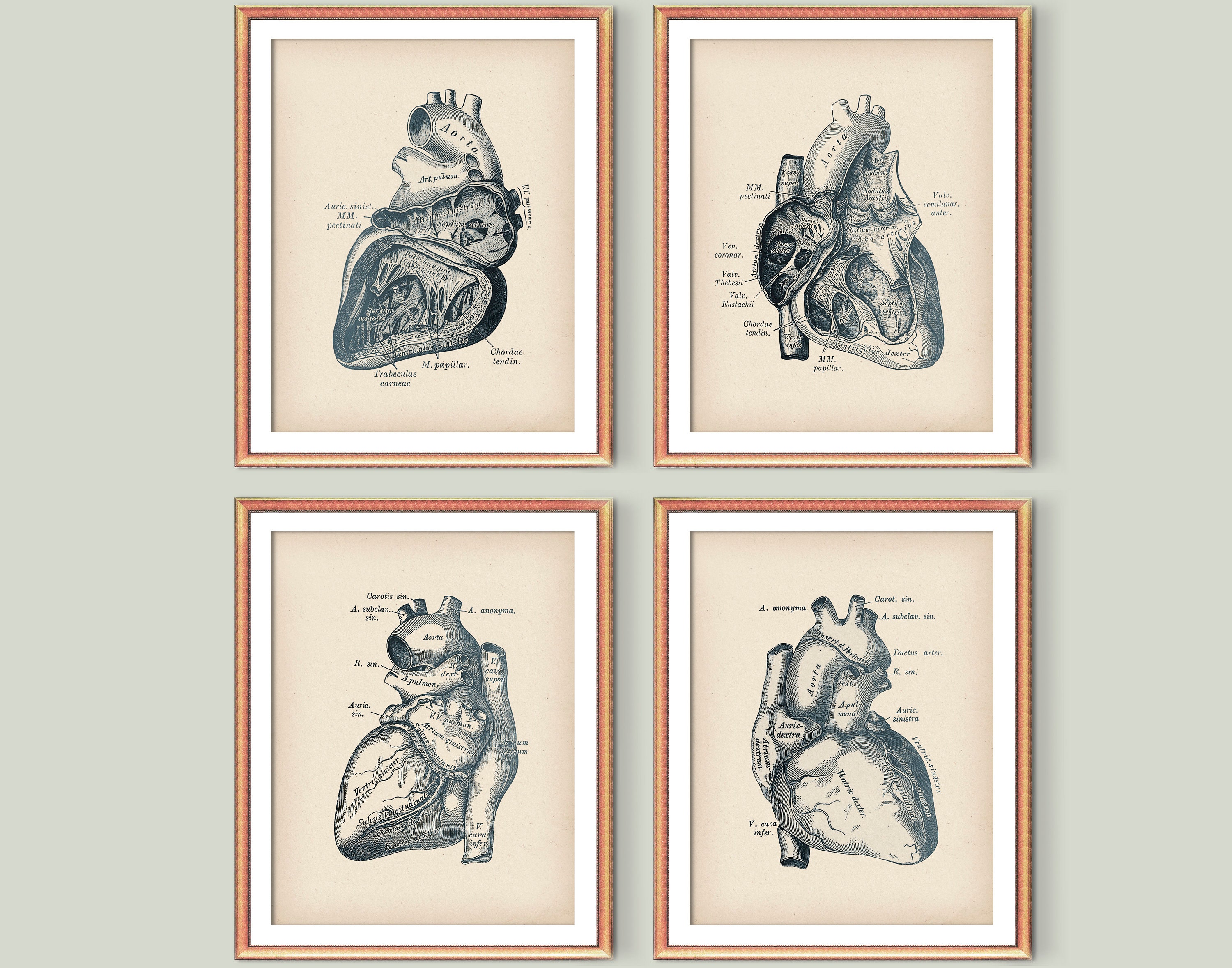4 Anatomical Heart Art Posters Cardiology Art Anatomie Artwork Medical ...