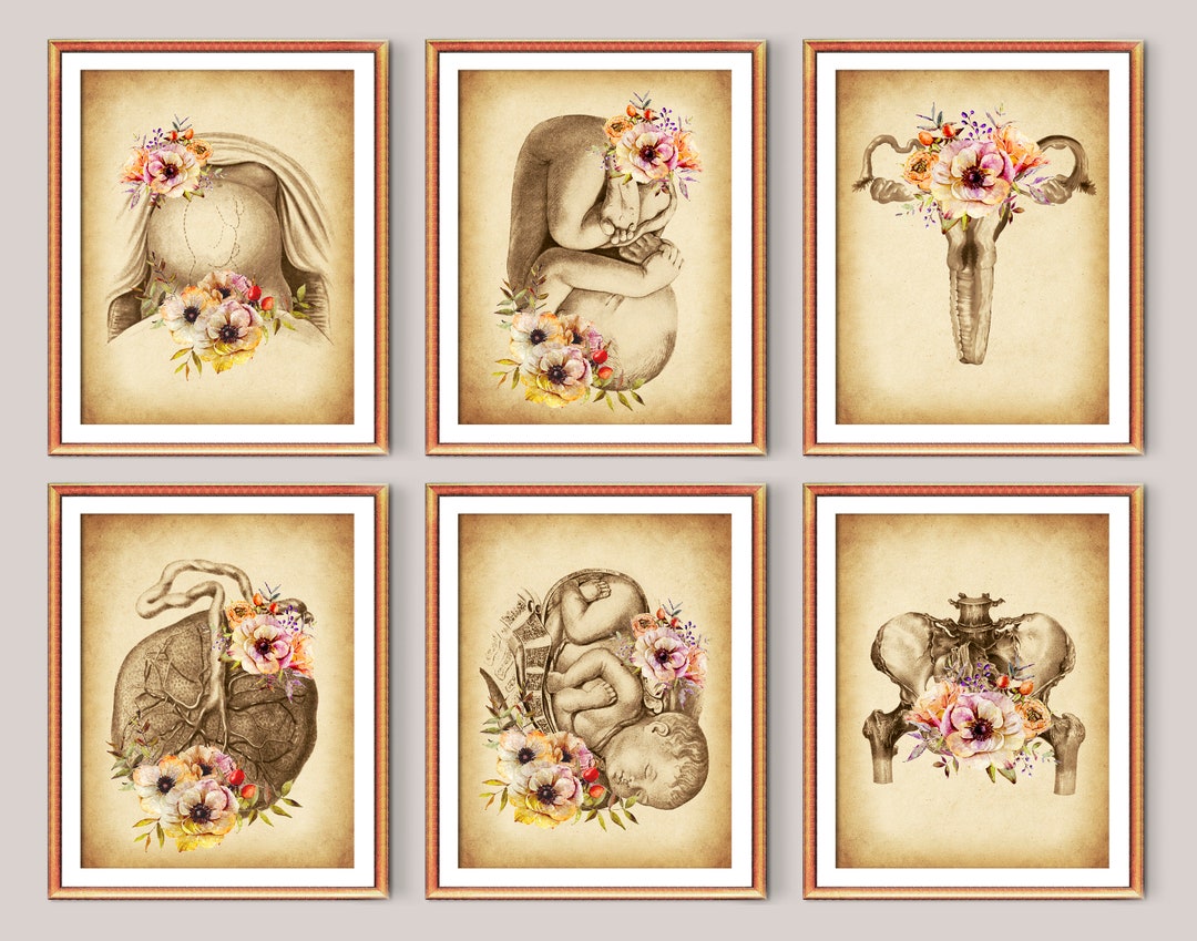 6 Midwife Gift Vintage Obgyn Artwork Fetus and Flowers Art Placenta Art ...