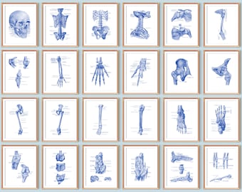 Peut inclure: Un ensemble de 16 illustrations anatomiques bleues du squelette humain, encadrées d'or. Les illustrations montrent différents os et articulations du corps, y compris le crâne, la colonne vertébrale, les côtes, les bras, les jambes, les mains et les pieds.