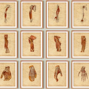Anatomical Hand Vintage Posters Arteries Veins Nerves Structure Musculoskeletal System Medical Art Clinic Wall Decor Doctor Gift