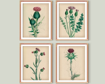 Thistle Art Set of 4, Vintage Botanical Illustrations, Antique Wildflowers, Floral Wall Decor, Housewarming Gift, Botanic Scientist Gift