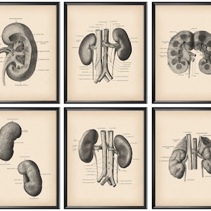 6 Vintage Nieren-Anatomie Poster, Anatomische Nierenkarte, Innere Anatomie, Menschliche Niere Diagramm, Physiologie Kunst, Nephrologe Geschenk