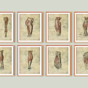 8 Anatomical Foot Poster Muscles Anatomy Art Podiatry Poster Orthopedic Art Massage Therapist Gift Surgeon Office Gift Doctor Cabinet Decor