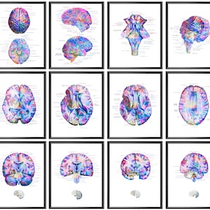 12 Anatomical Brain Posters Neurology Art Medical Decor Human Brain Anatomy Prints Neuroscientist Gift Neurologist Gift Psychiatrist Gift