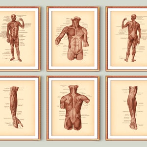 6 Antique Anatomical Diagram Muscles Of The Human Body Vintage Anatomy Art Medical Poster Massage Clinic Decor Massage therapist gift