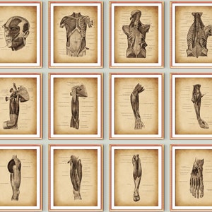 12 Vintage Human Anatomy and Physiology Poster Medical Art Muscular System Facial Muscles Torso Muscles Hand Muscles Foot Muscles Printable