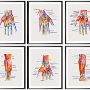 6 hand anatomie posters pols spieren en ligamenten structuur kunst fysiotherapeut cadeau chirurgie kunst medische kunst kliniek decor orthopedische cadeau