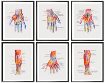 6 Hand Anatomy Posters Wrist Muscles and Ligaments Structure Art Physiotherapist Gift Surgery Art Medical Art Clinic Decor Orthopedic Gift