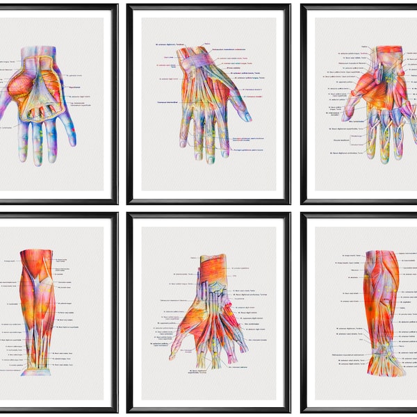 6 Hand Anatomy Posters Wrist Muscles and Ligaments Structure Art Physiotherapist Gift Surgery Art Medical Art Clinic Decor Orthopedic Gift