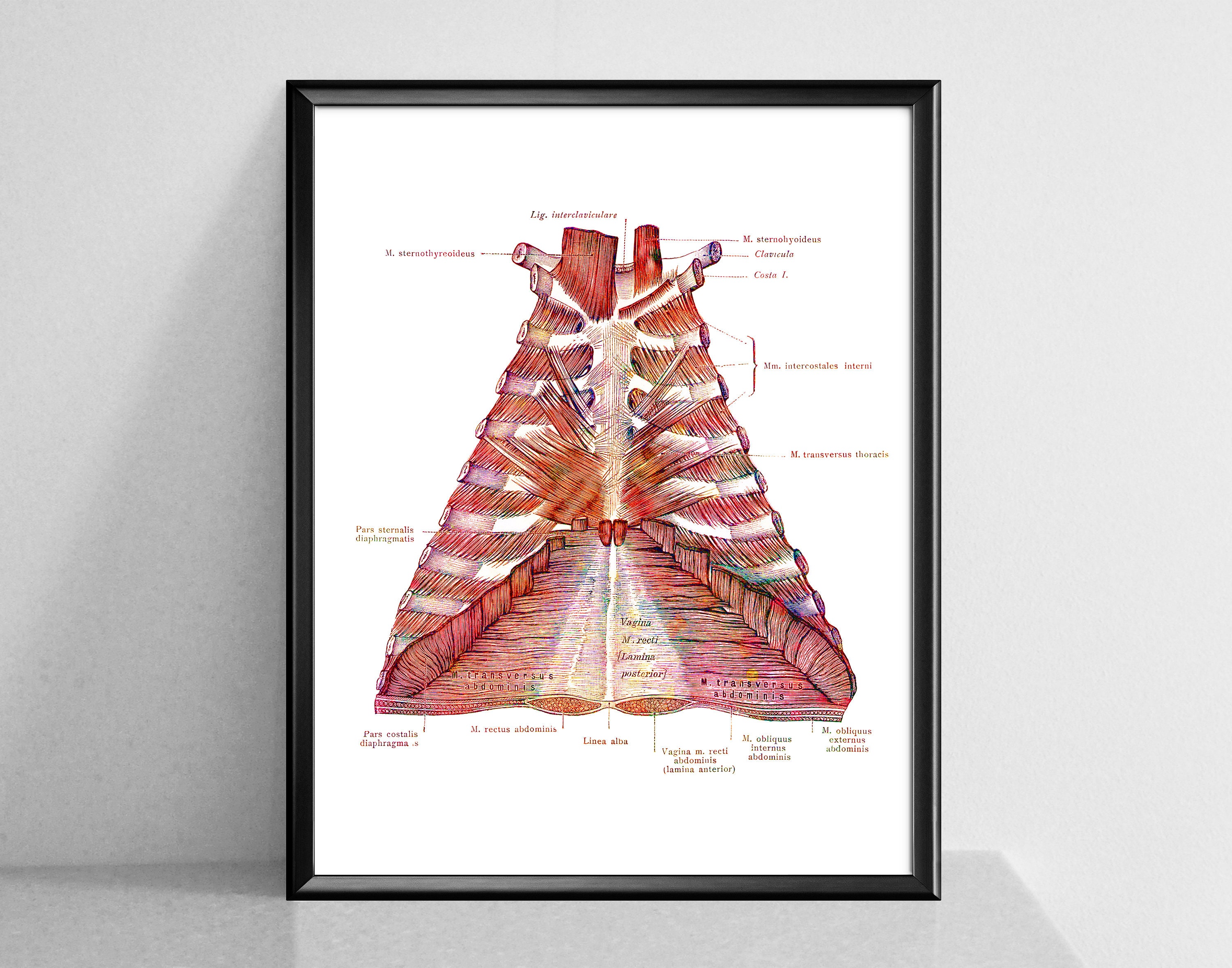 Torso Muscles Anatomy Poster Thorax and Muscles Art Rib Cage Anatomical ...