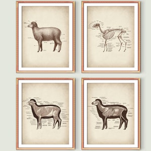 May include: Set of four vintage anatomical illustrations of a sheep. Each illustration shows a different view of the sheep's anatomy, including the skeleton, muscles, and skin. The illustrations are in black and white and have a vintage aesthetic.