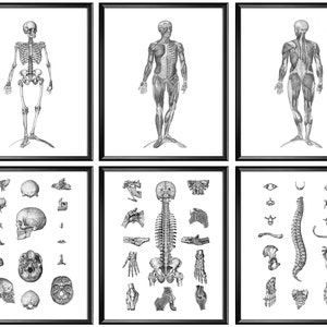 6 Human Anatomy Art Skeleton Art Skeletal Bones Poster Muscular Structure Decor Medical Art Clinic Wall Decor Doctor Office Gift