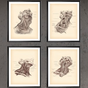 Human Neck Anatomy Posters Surgery Art Vintage Anatomy Muscular System Clinic Decor Surgeon Gift Doctor Office Art
