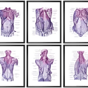 6 Torso Anatomy Posters Human Muscular System Diagram Medical Art Physiology Art Massage Therapist Gift Surgeon Gift Physiotherapist Gift