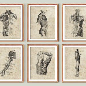 Musculoskeletal System Watercolor Sketch Art Medical Wall Decor Massage Clinic Art Orthopedic Anatomy Prints Surgeon Gift