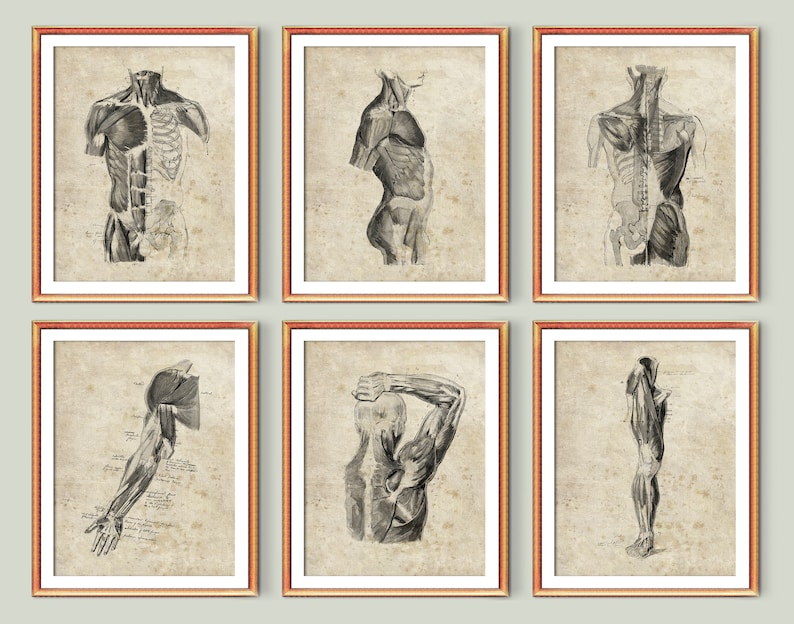 Musculoskeletal System Watercolor Sketch Art Medical Wall Decor Massage ...