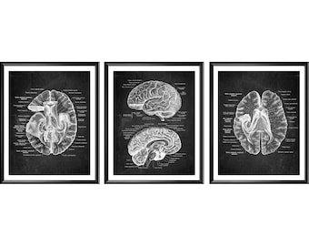 Anatómico cerebro cartel neurología pizarra de la pizarra de arte humano estructura del cerebro médico arte neurólogo regalo psiquiatra regalo psicólogo regalo regalo