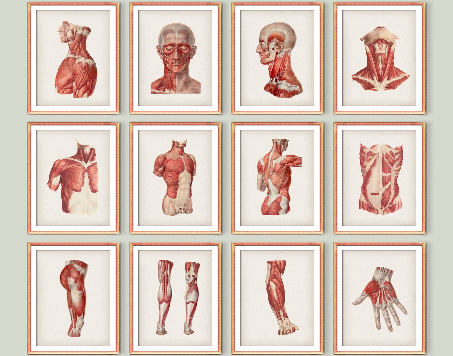 12 Anatomy of Muscular System Posters Medical Art Body Muscles | Etsy