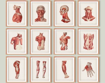 12 Anatomy of Muscular System Posters Medical Art Body Muscles Structure Massage Clinic Decor Surgeon Office Gift Physical Therapist Gift