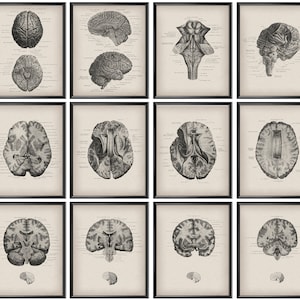 12 Anatomical Brain Vintage Anatomy Poster Neurology Art Neurosurgeon Office Decor Neurologist Gift Medical Art Clinic Wall Decor