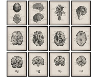 12 Anatomical Brain Vintage Anatomy Poster Neurology Art Neurosurgeon Office Decor Neurologist Gift Medical Art Clinic Wall Decor