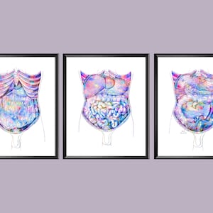 Anatomy Poster, Abdominal Cavity, Watercolor Anatomy Art, Medical Artwork, Surgeon Gift, Gastroenterologist Gift