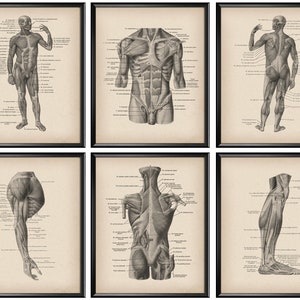 May include: Six vintage anatomical illustrations of the human muscular system. The illustrations are in black and white and show the muscles of the body in detail. The illustrations are labeled with the names of the muscles.