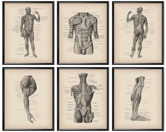 6 Vintage anatomy, Muscular system, Muscles structure, Medical art, Labeled anatomy, Anatomical poster, Massage clinic decor, Surgeon gift
