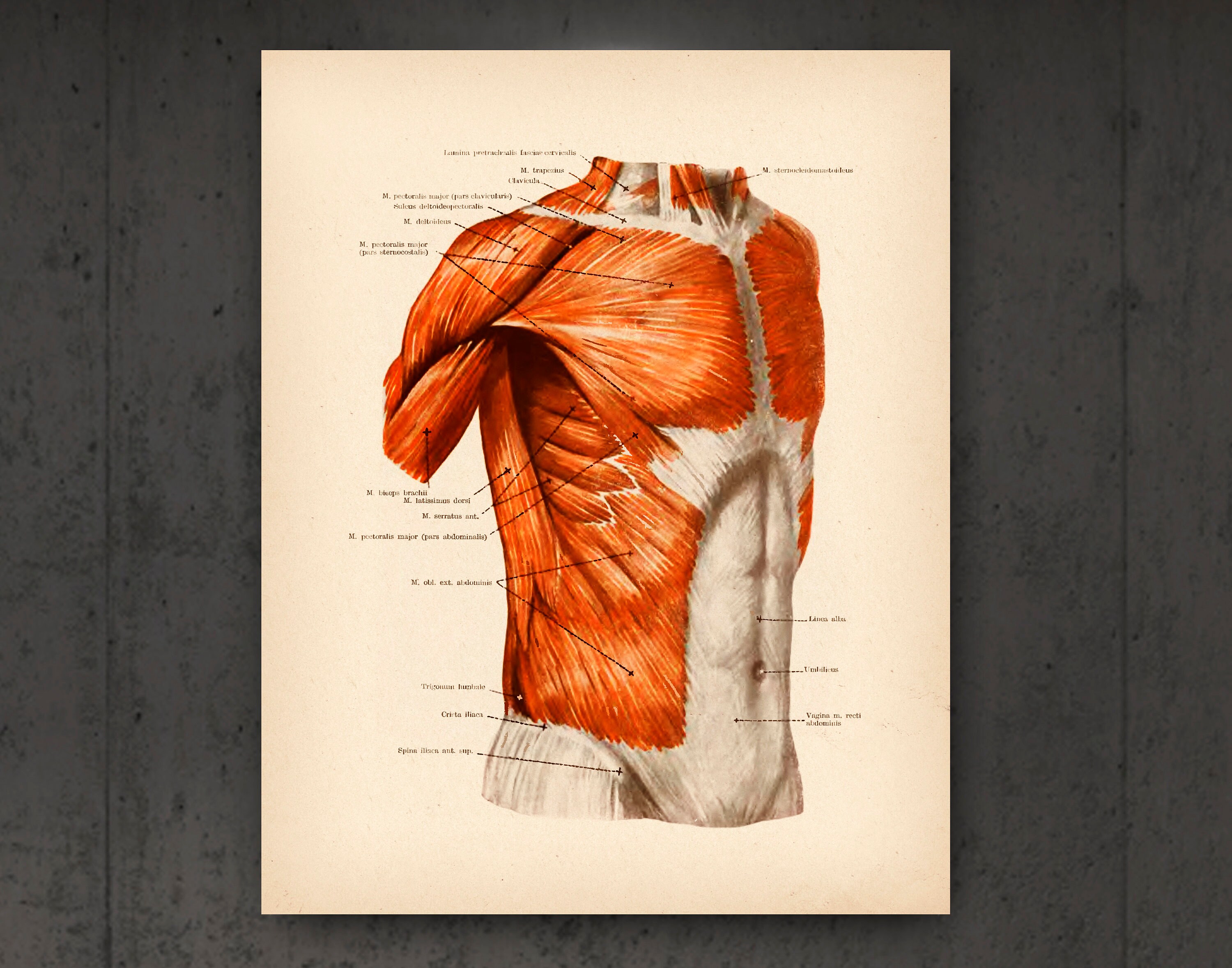 Muscular System Vintage Anatomy Posters Anatomical Muscles Art Medical ...