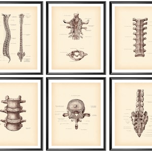 Impresión de anatomía de la columna vertebral, columna vertebral, póster vintage de estructura vertebral, arte médico, regalo de quiropráctico, regalo de fisioterapeuta