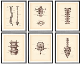 Spinal Anatomy Print, Vertebral Column, Vertebral Structure Vintage Poster, Medical Art, Chiropractor Gift, Physical Therapist Gift