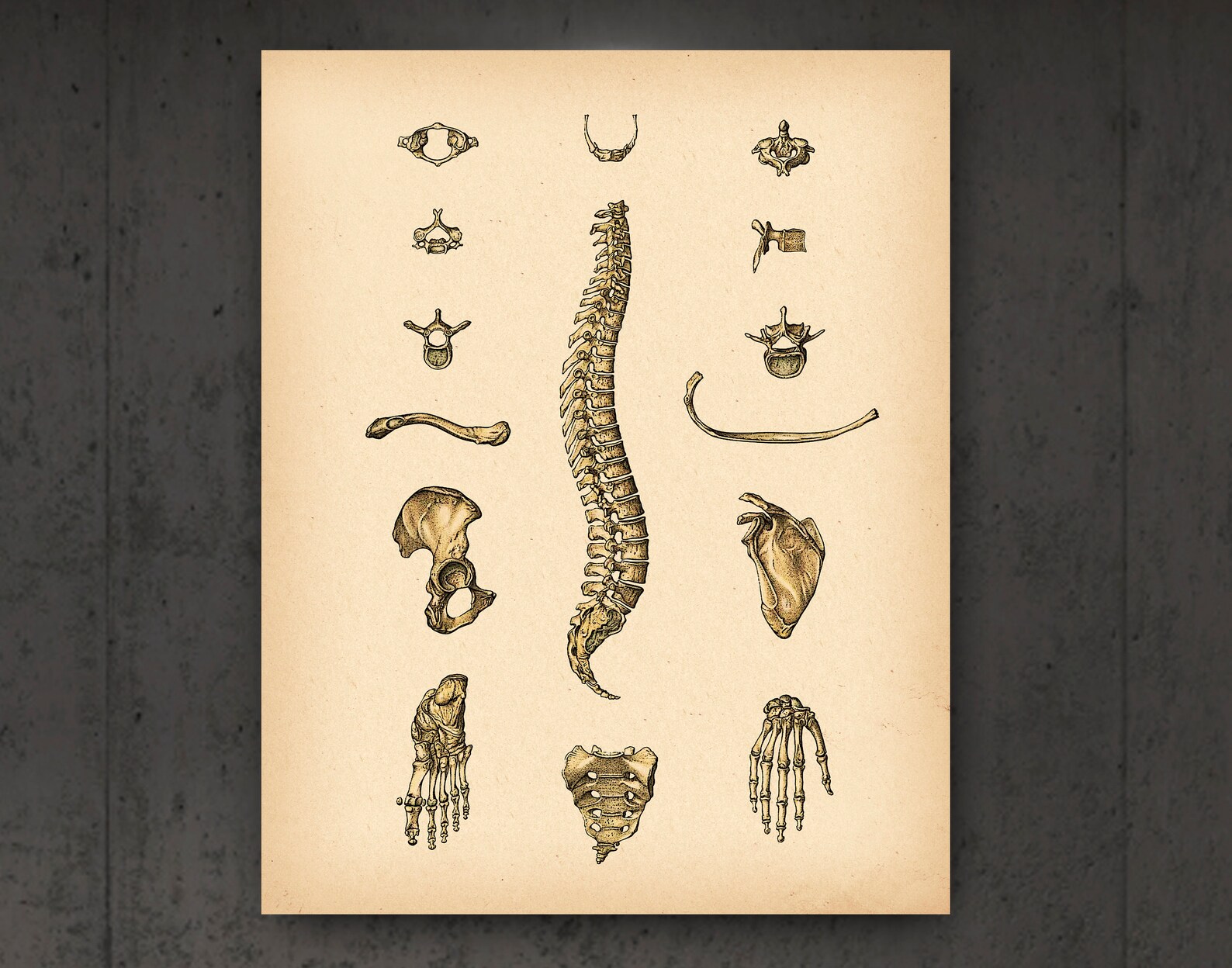 Anatomy Art Set of 12 Vintage Anatomy Poster Anatomical Decor - Etsy