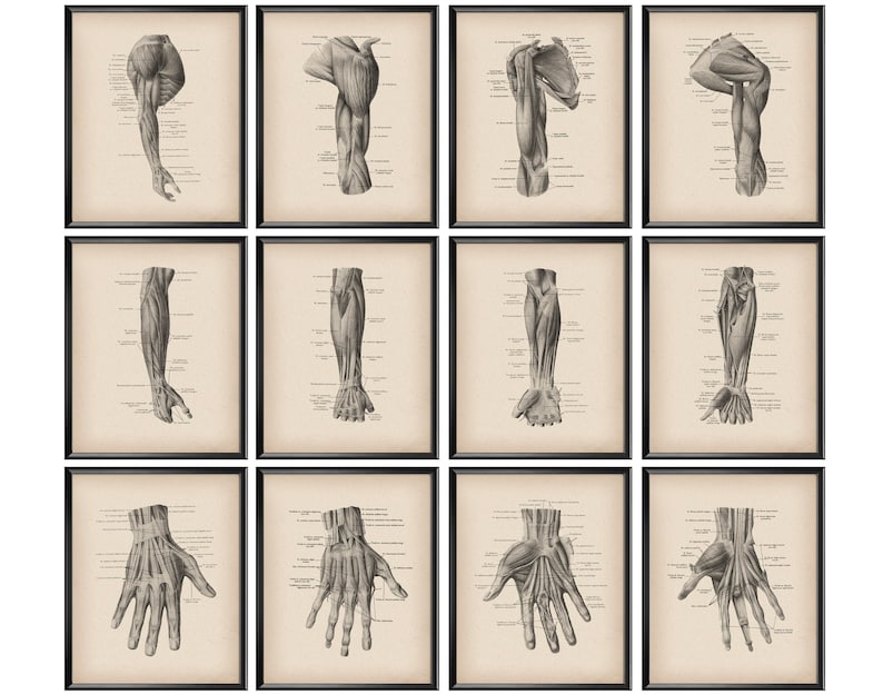 12 Vintage Hand Muscles Posters Anatomy Art Medical Art Massage ...