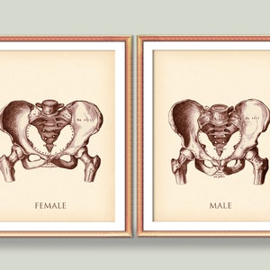 Human Pelvis Anatomy Art, Female Pelvis, Male Pelvis, Skeletal Bones Art, Vintage Medical Poster, Chiropractor Wall Decor, Orthopedic Gift