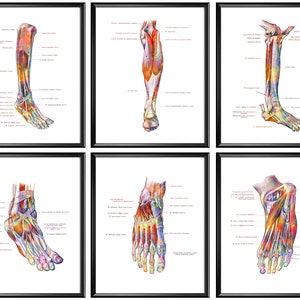 Set 6 Foot Anatomy Posters, Orthopedic Art, Medical Art, Podology Art, Podiatry Art, Orthopedic Surgeon Gift, Osteopath Gift, Podiatrist Art