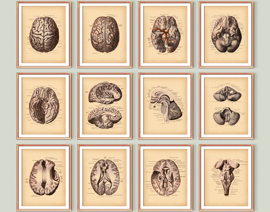 Anatomical Brain Poster Set 12 Neurology Art Human Brain Anatomy ...