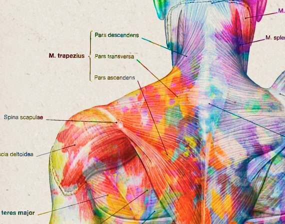 Muscle Anatomy Artwork Head Neck Torso Muscles Structure Etsy