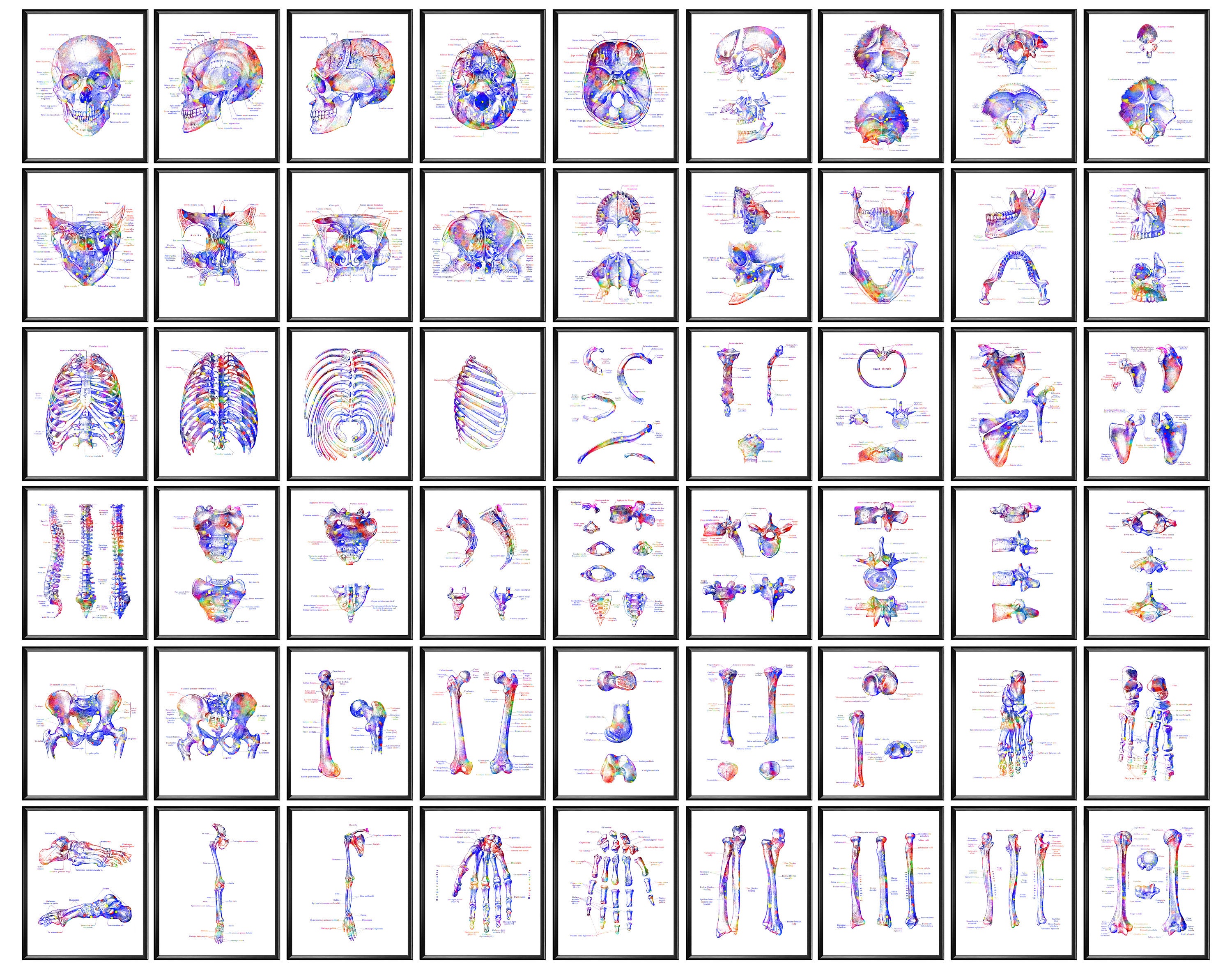 54 Skeleton Poster Set Anatomy Art Skeletal System Diagram Osteology ...